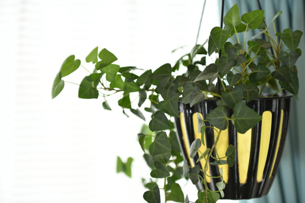緑の整体院院内の施術部屋の植物の画像